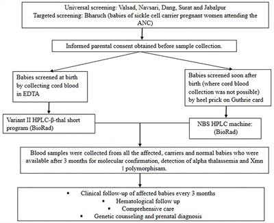 Newborn Screening for Sickle Cell Disease Among Tribal Populations in the States of Gujarat and Madhya Pradesh in India: Evaluation and Outcome Over 6 Years